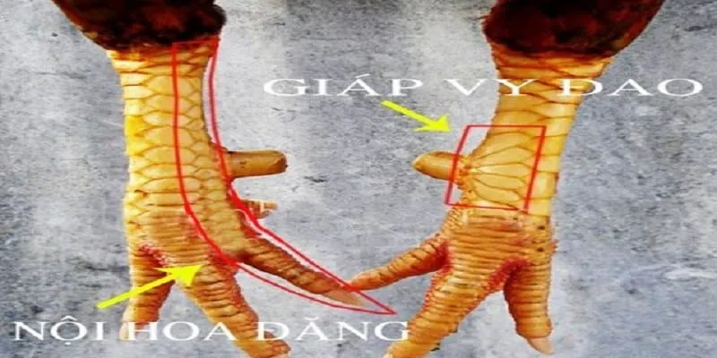 Cách nhận diện vảy tam tài tứ quý chuẩn xác
